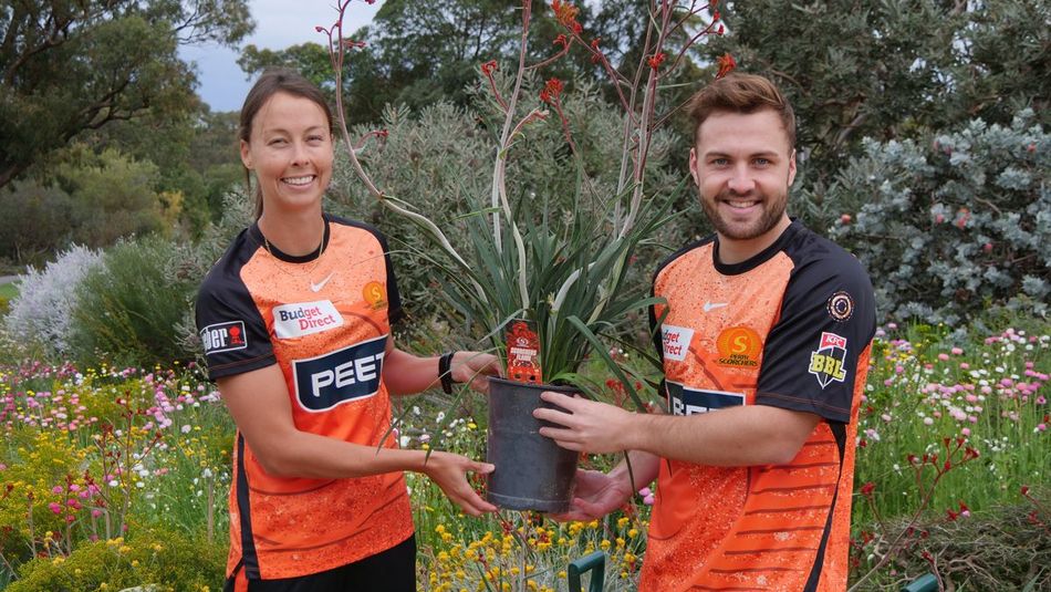 scorchers flame PG5_0976-1200x800